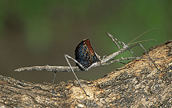 sổ kết quả 30 ngày