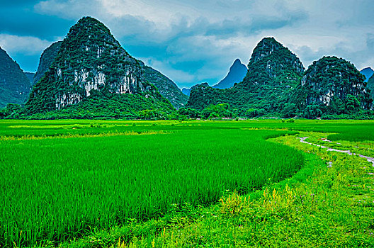soi cau lo mien bac hom nay