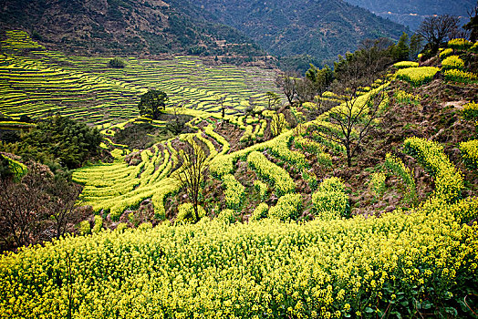 cầu lô tô miền bắc
