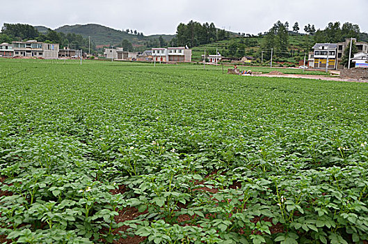 soi cau 668